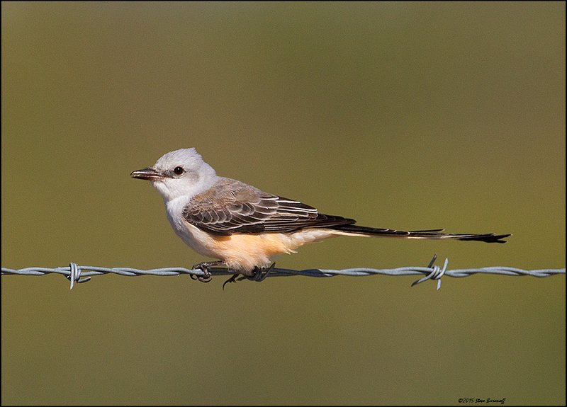 _5SB9419 scissor-tailed flycatcher.jpg